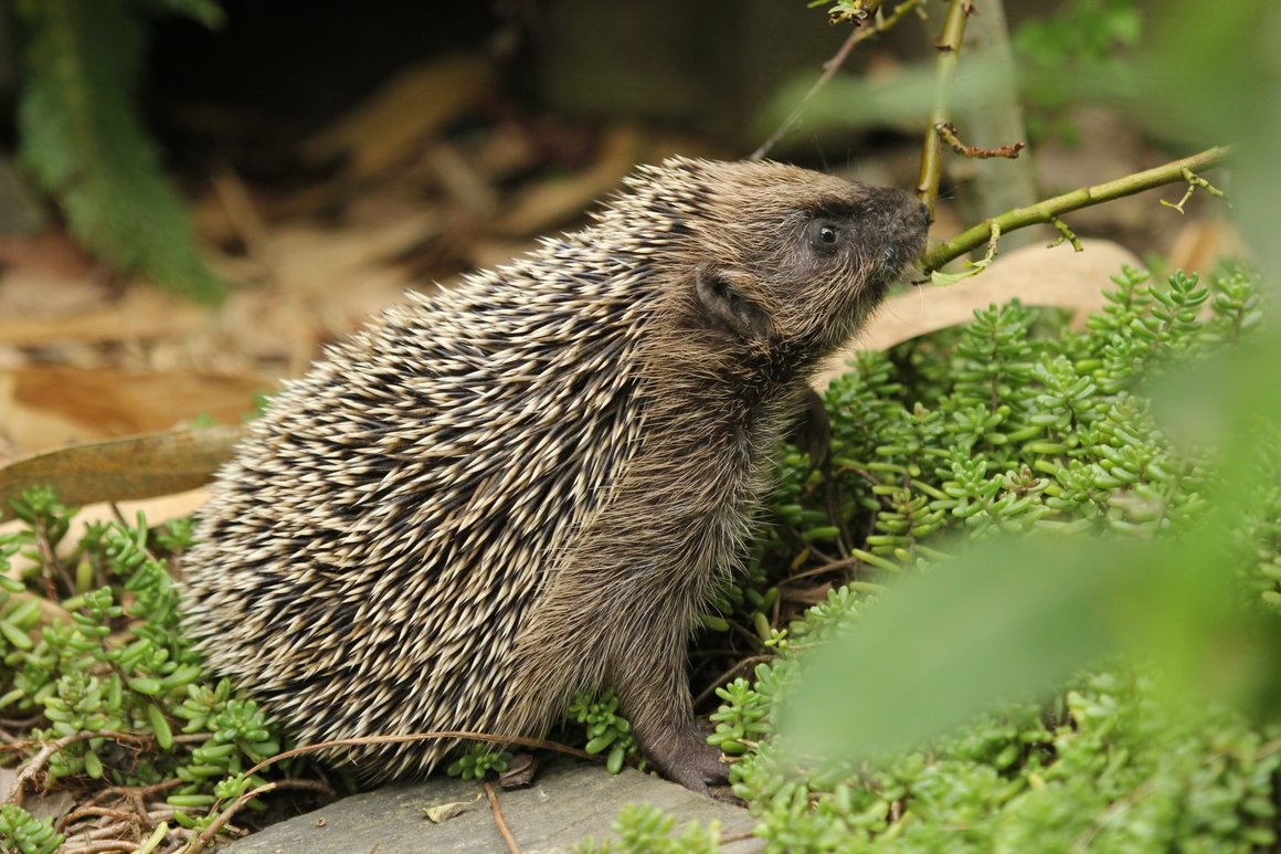 Igel im Herbst bei der Futtersuche