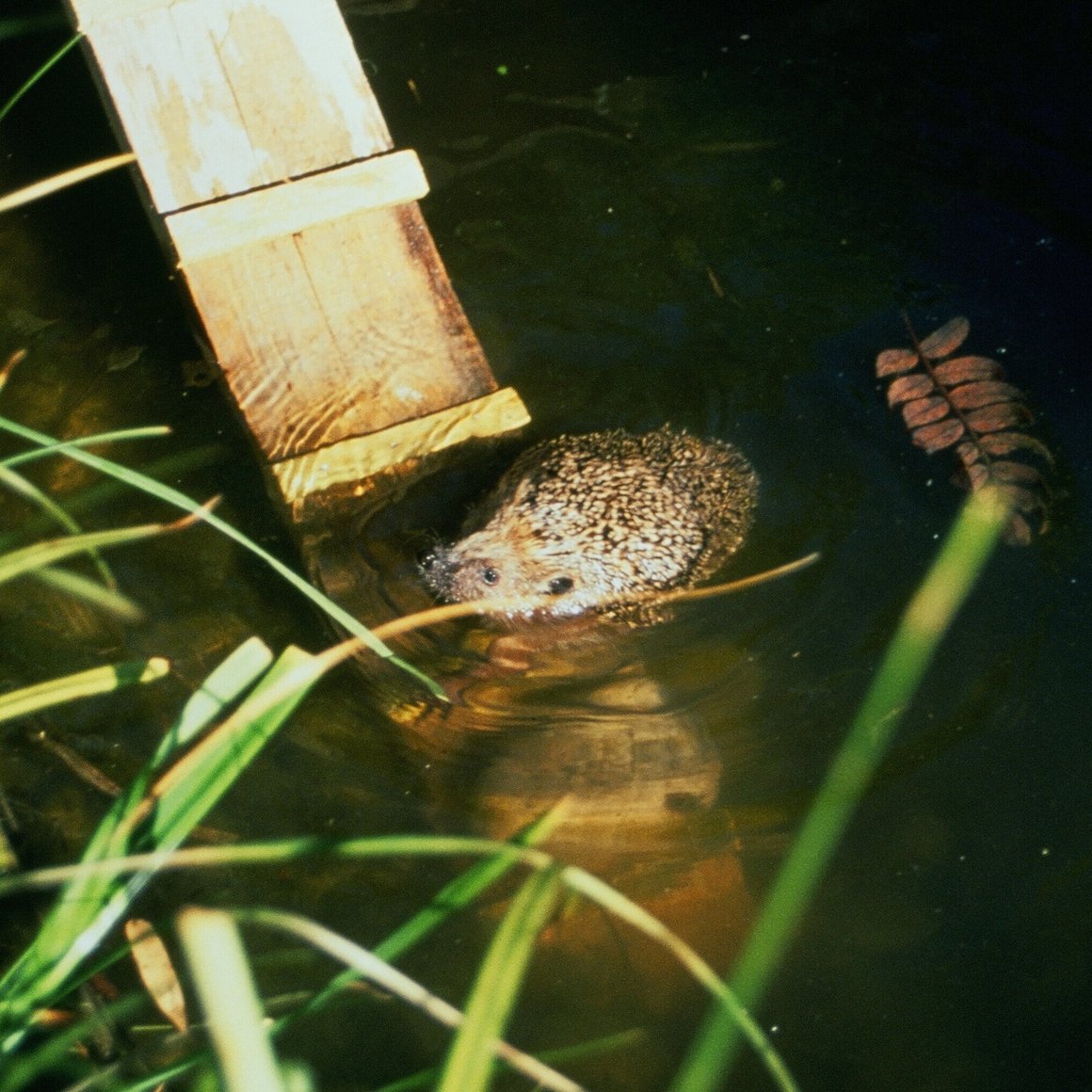 Schwimmbecken