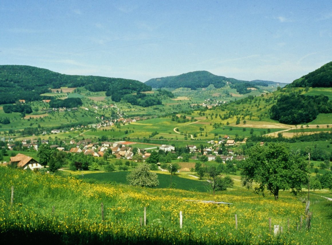 Naturnaher Garten mit Wiese, Hecke und Totholzhaufen