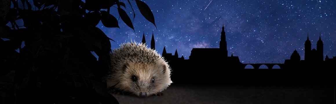 Igel bei Nacht