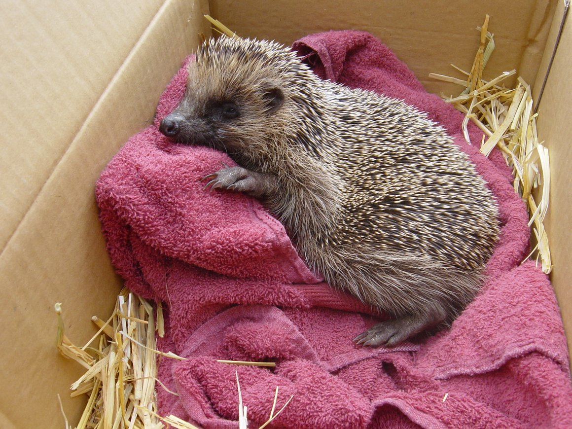Igel wird auf einem Tuch untersucht