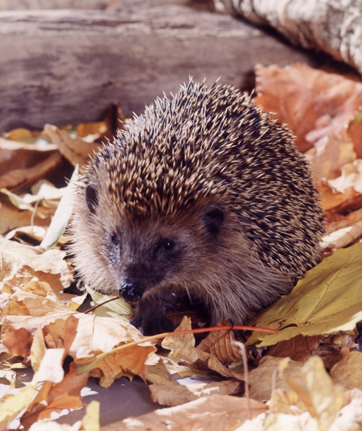 Igel im Laub