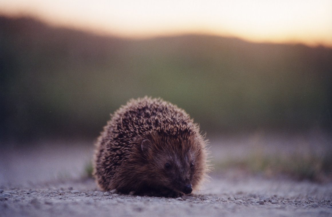 Igel überquert eine Strasse