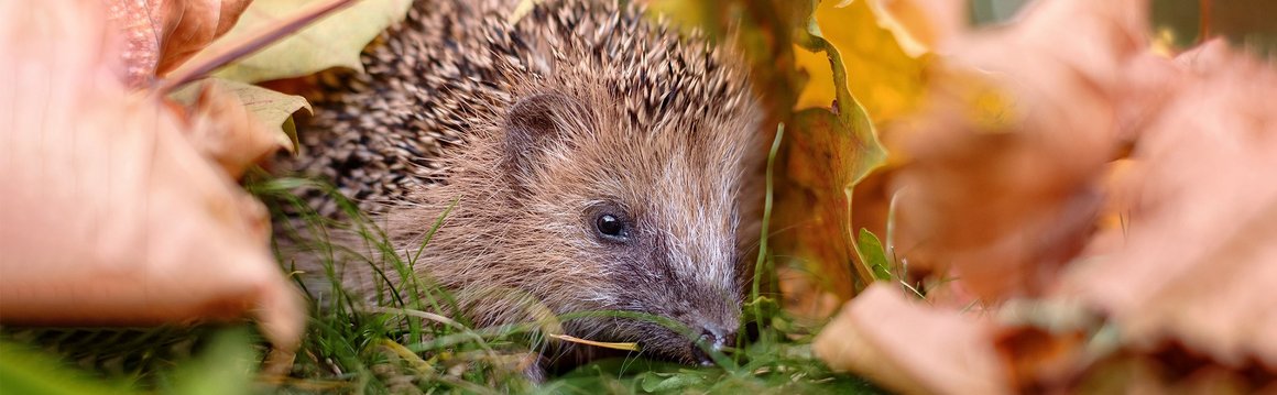 Igel im Gras