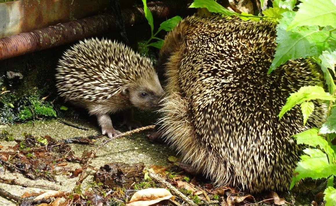 Junger Igel im Garten