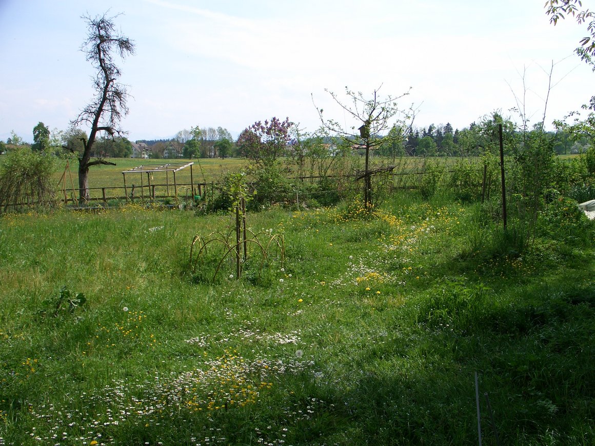 Wiese statt Rasen