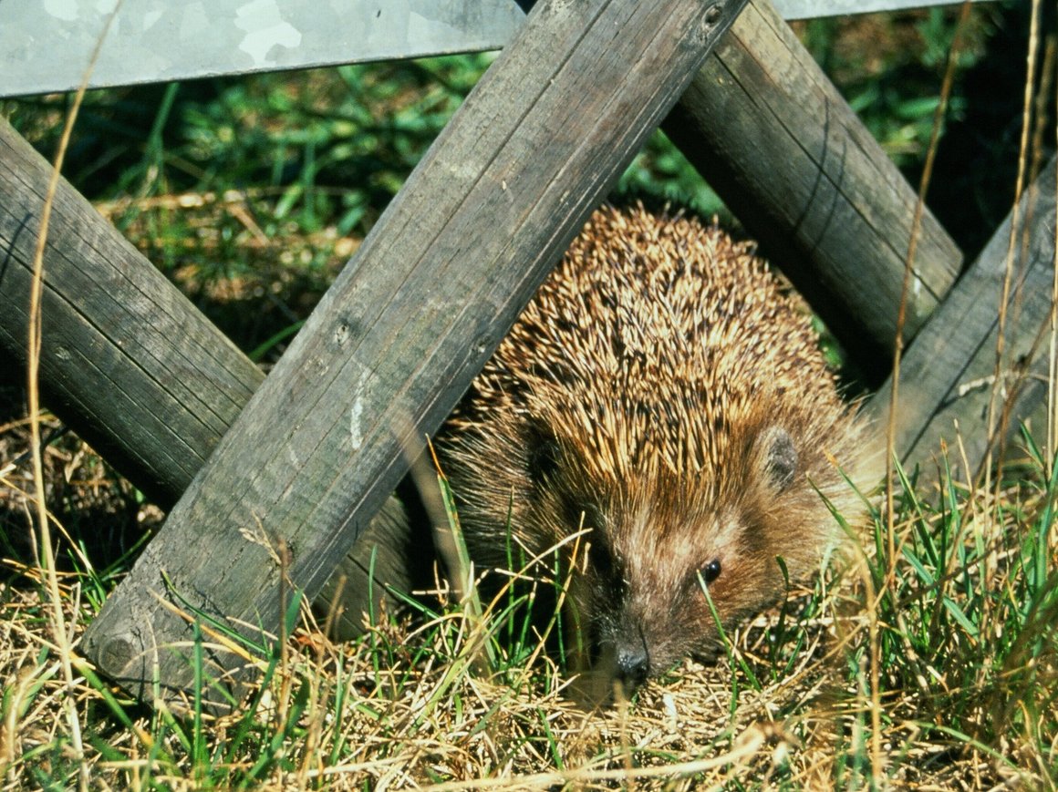 Durchlässige Zäune und Gartenmauern