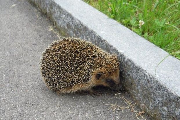 Igel am Strassenrand