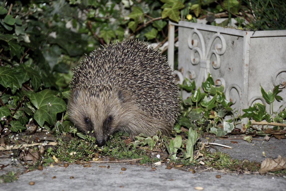 Igel bei der nächtlichen Futtersuche im Garten