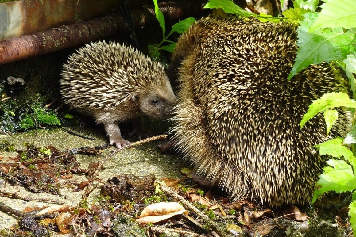 Junger Igel unter Blättern