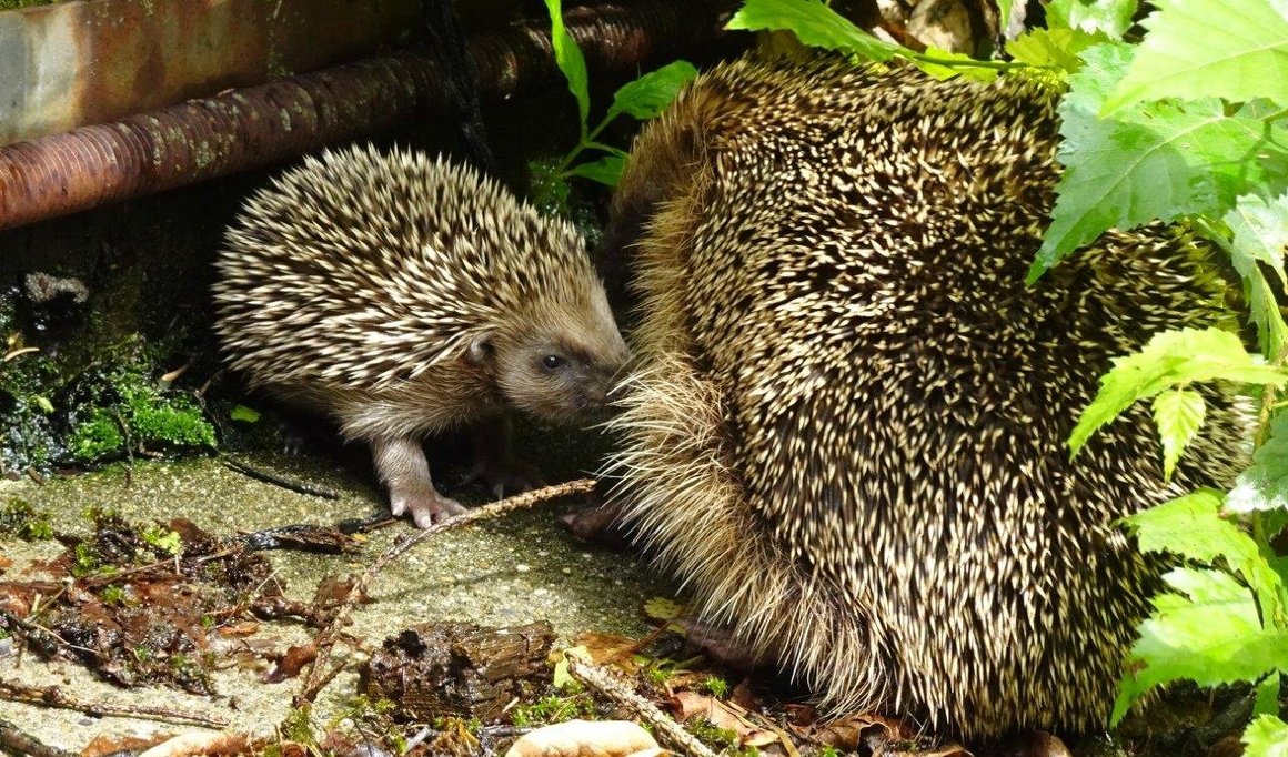 Igel im Gras auf Nahrungssuche
