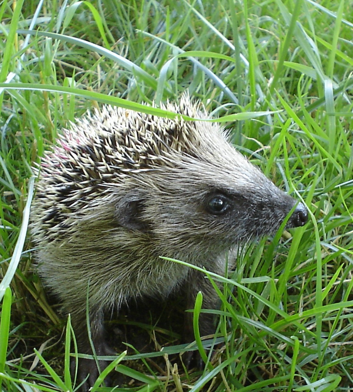 Junger Igel im Sommer