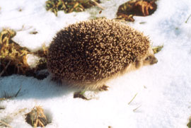 Igel im Winter im Schnee
